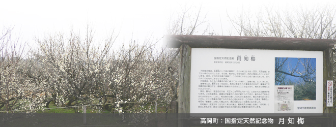 国指定天然記念物 月知梅